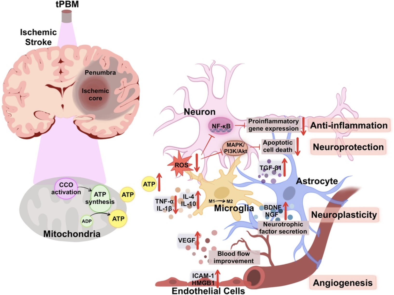 Mecanismos da fotobiomodulação transcraniana: ativação mitocondrial (CCO/ATP), redução de neuroinflamação, neuroproteção, neuroplasticidade e angiogênese.
